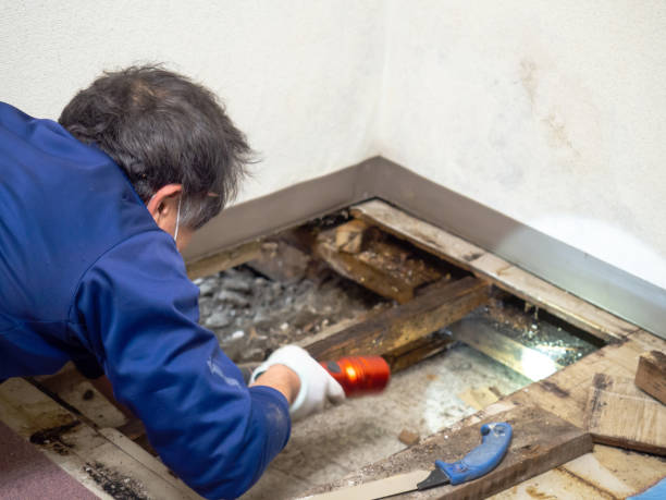 Best Emergency Mold Remediation in Santa Ana Pueblo, NM