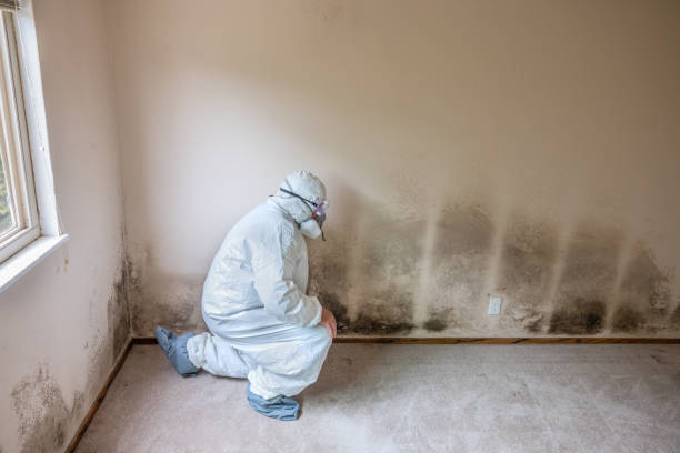 Professional Mold Remediation in Santa Ana Pueblo, NM