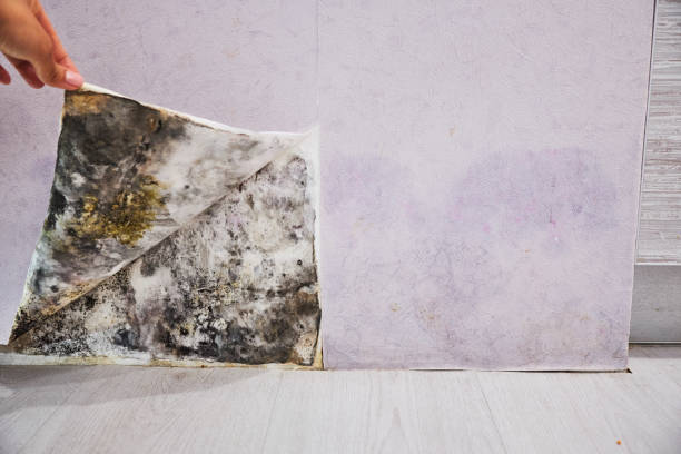 Best Attic Mold Remediation in Santa Ana Pueblo, NM